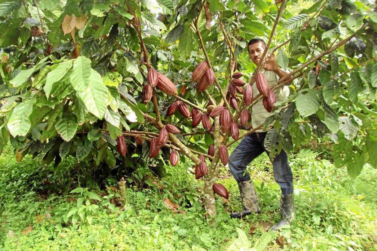La crisis del cacao tiene nombre: malos precios y poca producción. (Foto: Archivo/VANGUARDIA LIBERAL)