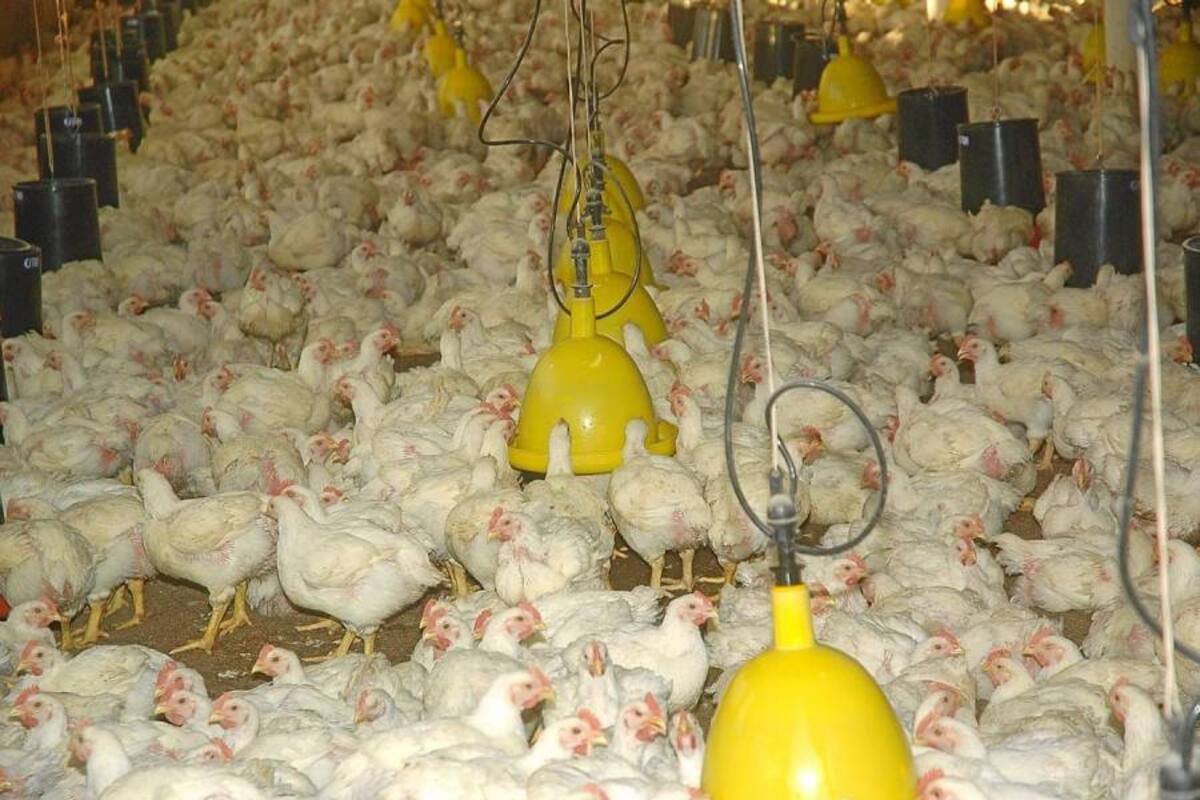 En 2011 el consumo de carne de ave en Chile aumentó un 8,4%, cifra superior al crecimiento del país, que cerró con un PIB del 6%. (Foto: Archivo/VANGUARDIA LIBERAL)