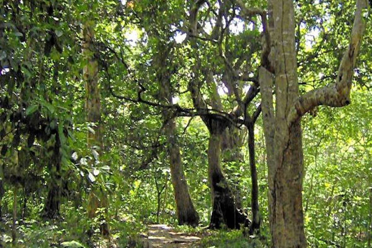 La Cdmb premiará a los propietarios de bosques que promuevan la preservación de la naturaleza. (Foto: Archivo/VANGUARDIA LIBERAL )