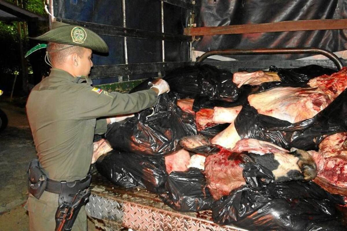 Estos 800 kilos de carne eran transportados en una camioneta sin las mínimas condiciones de higiene, por lo que fueron decomisados por la Policía. (Foto: Suministrada/VANGUARDIA LIBERAL)