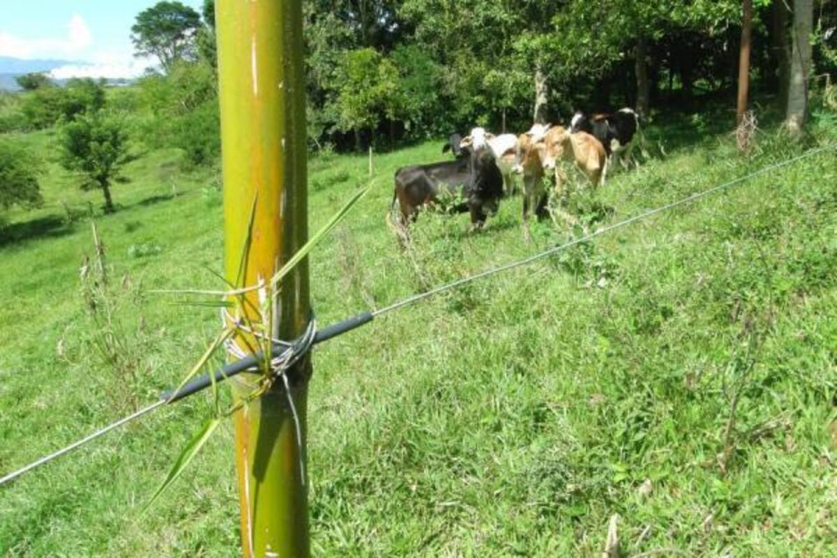 Los hatos serán inspeccionados y si los resultados de los análisis son negativos serán certificados como libres de brucelosis.(Foto: Archivo/VANGUARDIA LIBERAL)