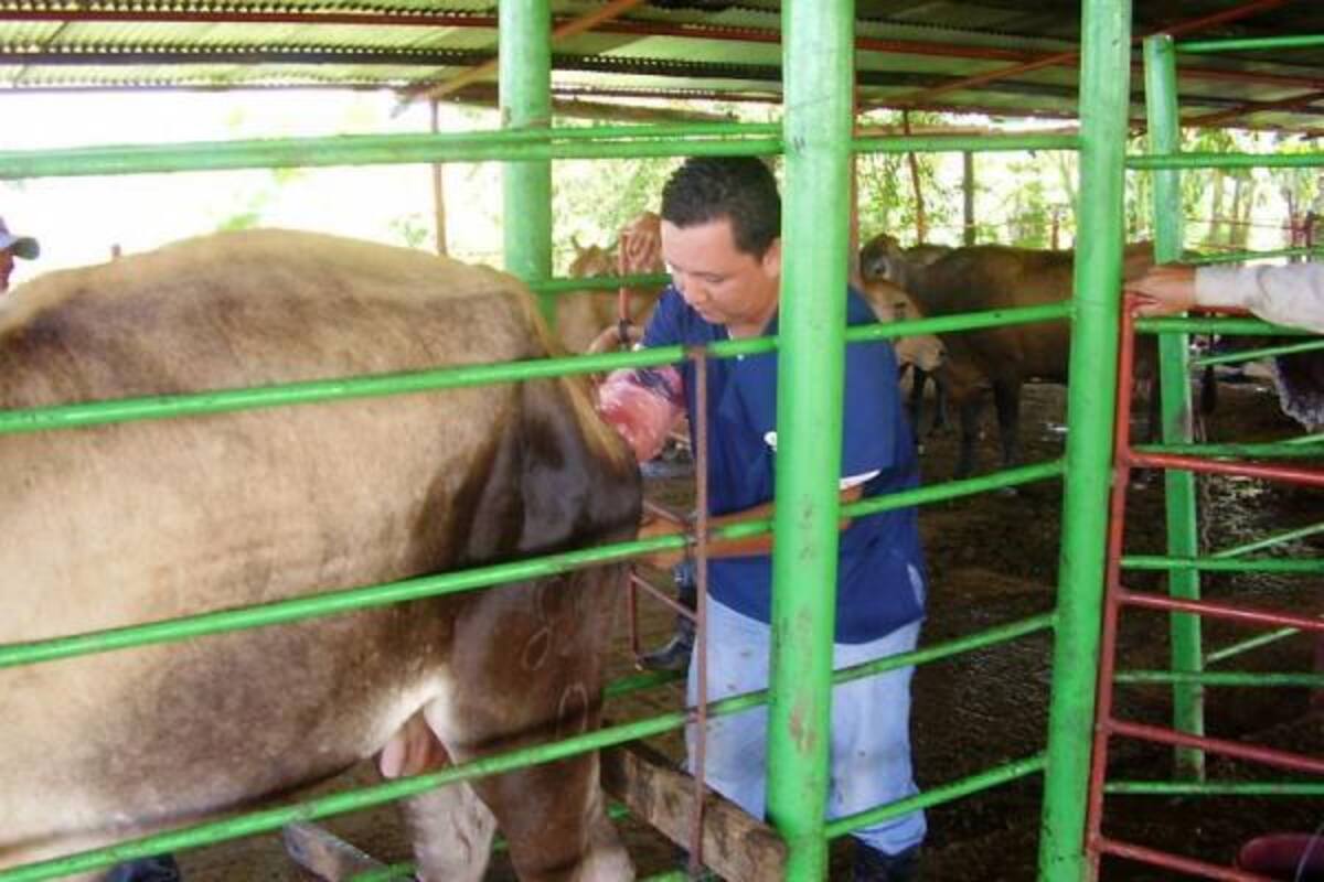 Un total de $161 millones serán invertidos por la Alcaldía para el mejoramiento de la población bovina del municipio. Los ganaderos mejorarán la calidad de la carne y la leche.(Foto: Archivo/VANGUARDIA LIBERAL)