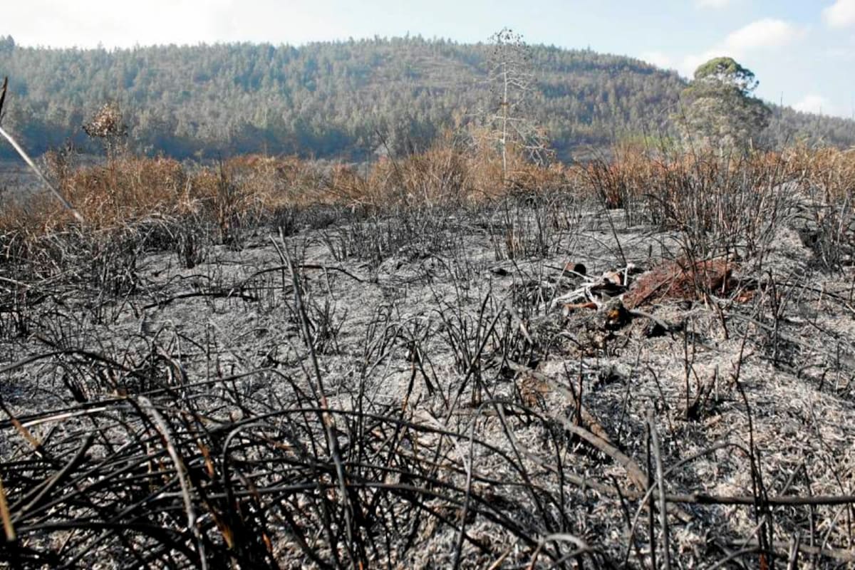 Este es el estado en el que quedaron las zonas afectadas en la vereda Pantano, Girón, por el incendio forestal. Ayer se hablaba de 500 hectáreas quemadas de árboles, cultivos y pastizales. (Foto: Nelson Díaz / VANGUARDIA LIBERAL)