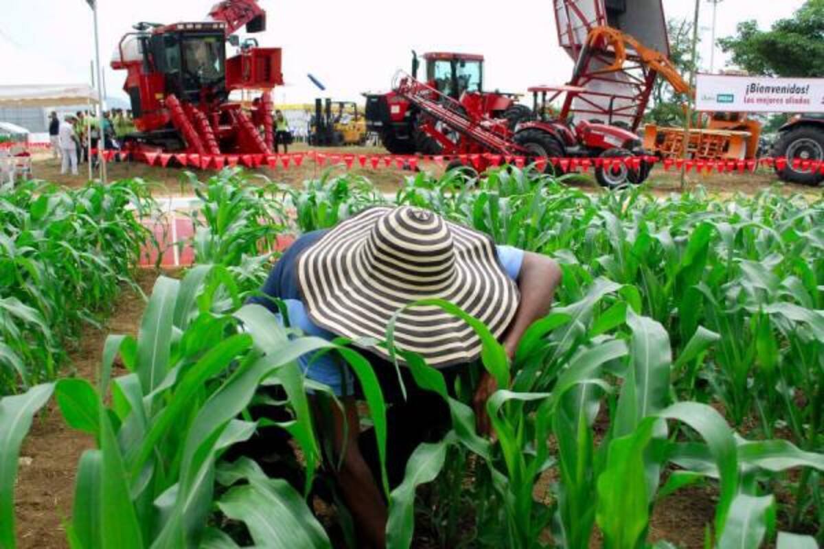 En Colombia hay zonas donde se plantarán transgénicos, los cuales tienen buen comportamiento y alta producción.(Foto: Archivo/VANGUARDIA LIBERAL)