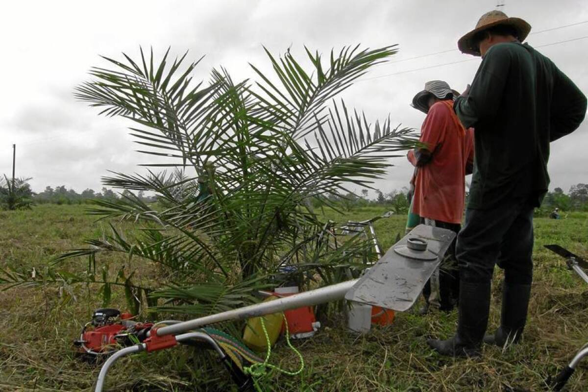 La pudrición del cogollo es la enfermedad que se ha convertido en una verdadera amenaza para los cultivos de palma del país. (Foto: Archivo/VANGUARDIA LIBERAL)