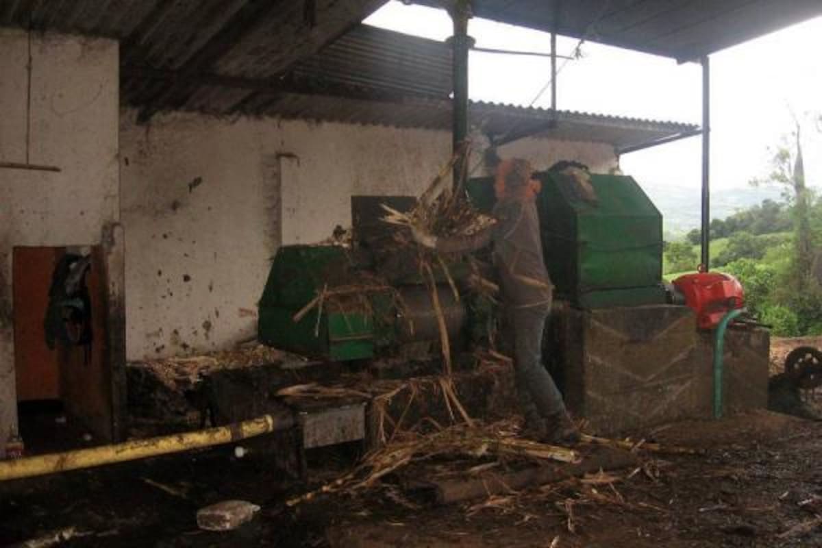 Con el propósito de revisar la aplicación de la normatividad ambiental, la CAS visitó trapiches y granjas porcícolas y avícolas de la provincia.(Foto: Nancy Acuña /VANGUARDIA LIBERAL)