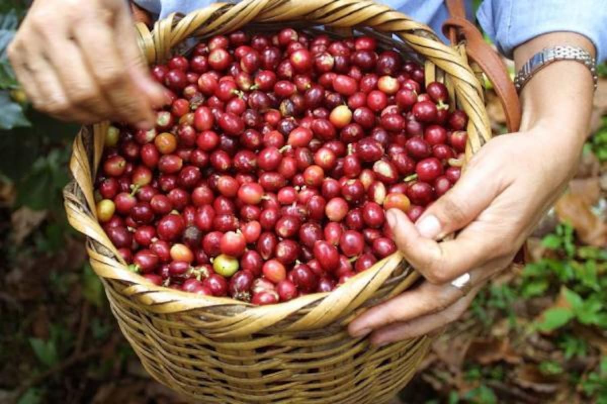 Se espera llegar en el departamento a las 500.000 cargas de café. (Foto: Archivo/VANGUARDIA LIBERAL)