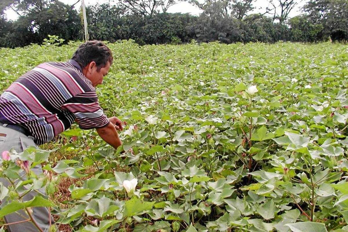 Algodoneros lanzan SOS al Gobierno