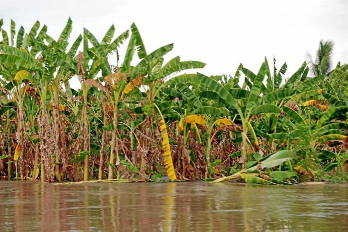 De los 15.635 créditos agropecuarios aprobados en Colombia, 2.868 fueron aprobados para productores agrícolas del sur de Bolívar. (Foto: Archivo/VANGUARDIA LIBERAL)