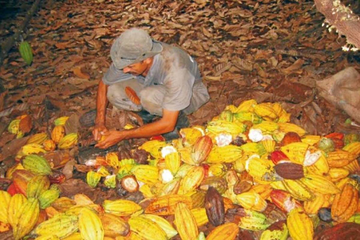 Para los cacaoteros, las actuales cotizaciones del grano son menores que las obtenidas hace 20 años. (Foto: Archivo/VANGUARDIA LIBERAL)