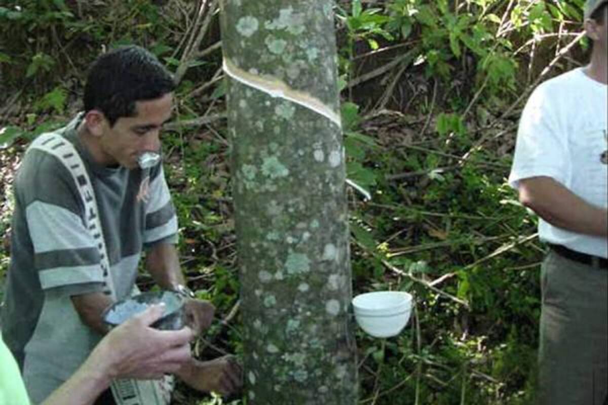El Congreso Internacional Cauchero reúne a lo más granado en esa materia en lo concerniente a plantaciones sostenibles.(Foto: Archivo/VANGUARDIA LIBERAL)
