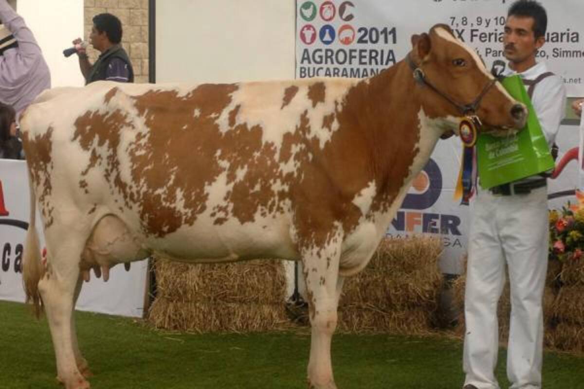 Normandía Española fue la Gran Campeona Ayrshire de Agroferia 2011.(Foto: Jaime Del Río/VANGUARDIA LIBERAL)