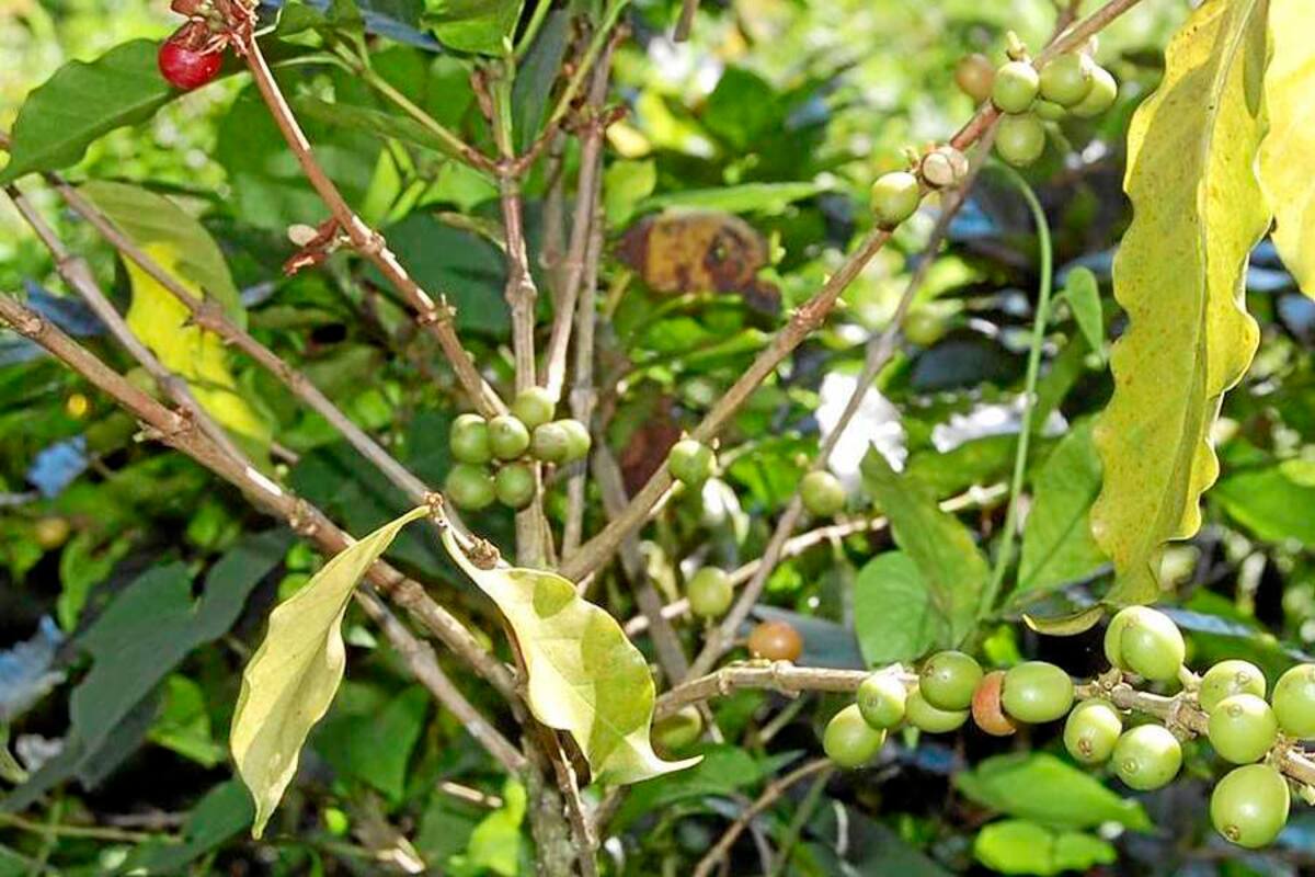 La roya se lleva el 100% de la cosecha de no controlarse en un cultivo. (Foto: Archivo/VANGUARDIA LIBERAL)