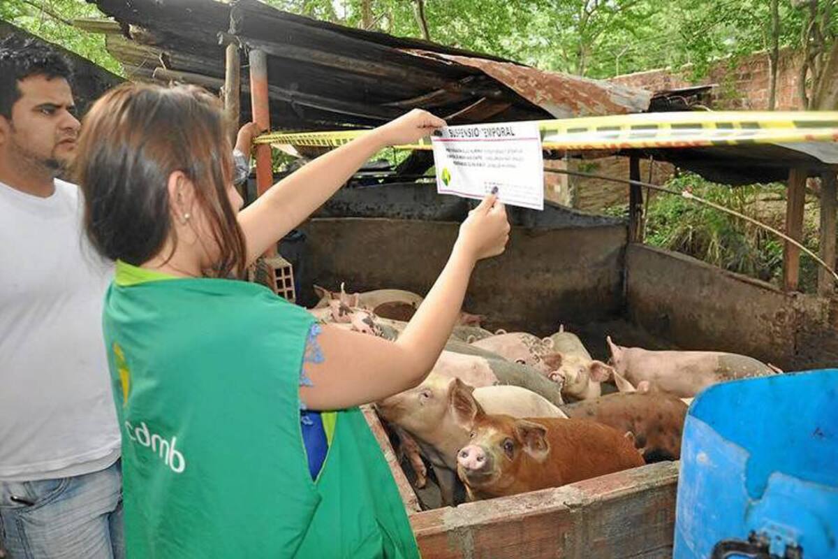 Cierran dos marraneras por incumplir normas