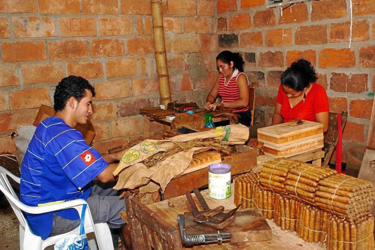 El sector tabacalero busca un encuentro con el actual gobierno para proyectar desde ya acciones encaminadas al desarrollo de éste sector de la economía de la región. (Foto: Archivo/VANGUARDIA LIBERAL )