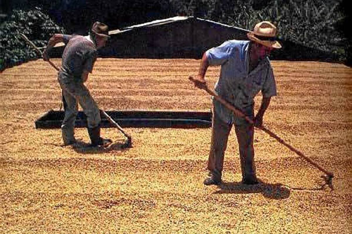 La calidad del café que se produce en Santander, lo está salvando de mayores pérdidas. (Foto: Archivo/VANGUARDIA LIBERAL)