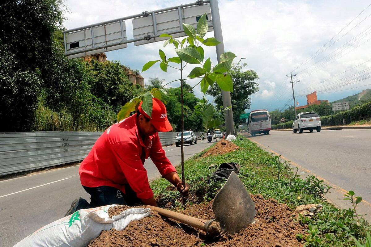 A través del correo padrino.forestal@amb.gov.co se buscan aliados para sembrar miles de árboles en las cuatro ciudades del área metropolitana. (Foto: Archivo / VANGUARDIA)