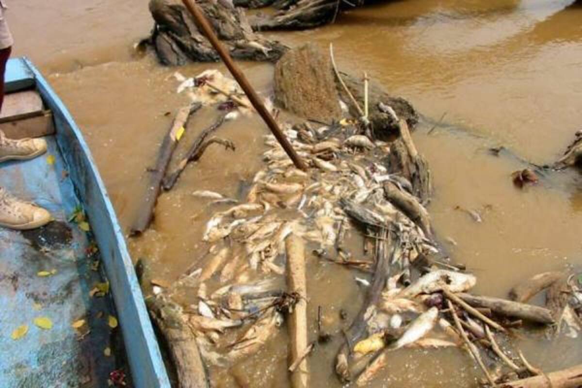 Más de 500 toneladas de peces muertos han sido halladas por las organizaciones ambientalistas que operan en las zonas ribereñas del río Lebrija.(Foto: Suministrada/VANGUARDIA LIBERAL)