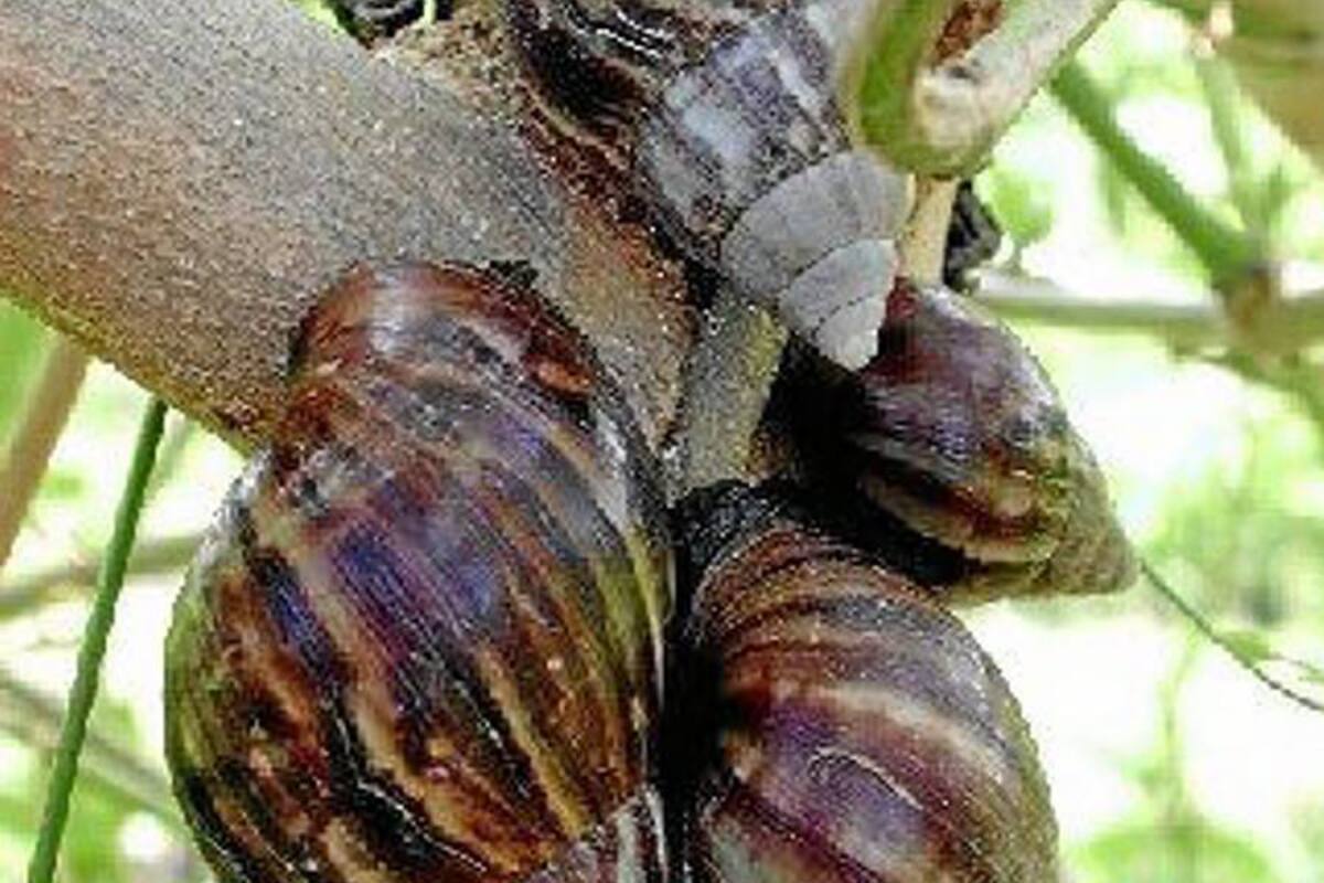 Temporada de lluvias podría generar la aparición del caracol gigante africano, autoridades no reportan apariciones masivas de la especie en Barrancabermeja. (Foto: Archivo/VANGUARDIA LIBERAL )