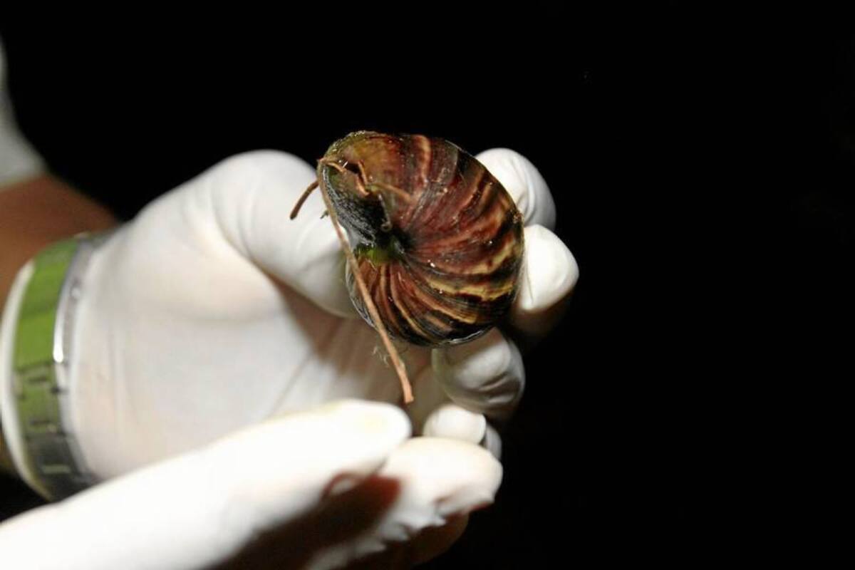 Caracol africano es una plaga que sigue invadiendo el área