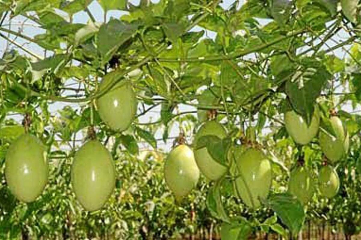 Con el TLC se aumentarían las exportaciones; sin embargo, el uso descontrolado de agroquímicos para controlar plagas y enfermedades sería una nueva barrera para acceder a los mercados externos. (Foto: Archivo/VANGUARDIA LIBERAL)
