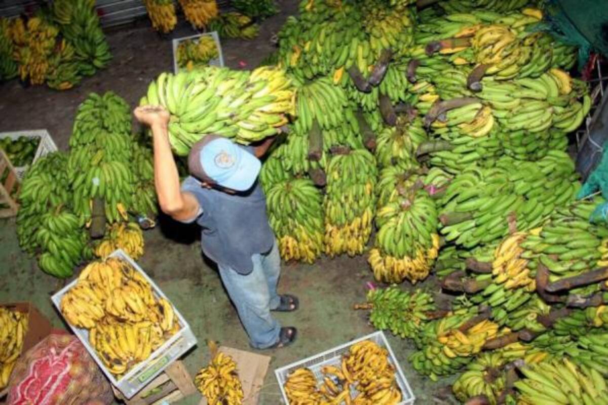 El Fondo de Fomento Hortifrutícola se quedó sin fondos, pues se evade esa parafiscalidad.(Foto: Archivo/VANGUARDIA LIBERAL)