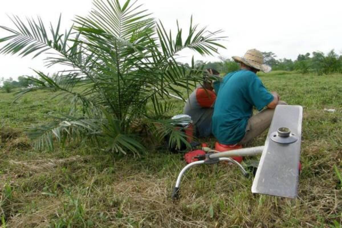 La alta humedad ambiental y precipitaciones, baja luminosidad de radiación solar y temperaturas medias, favorecen el desarrollo de la PC.(Foto: Archivo/VANGUARDIA LIBERAL )