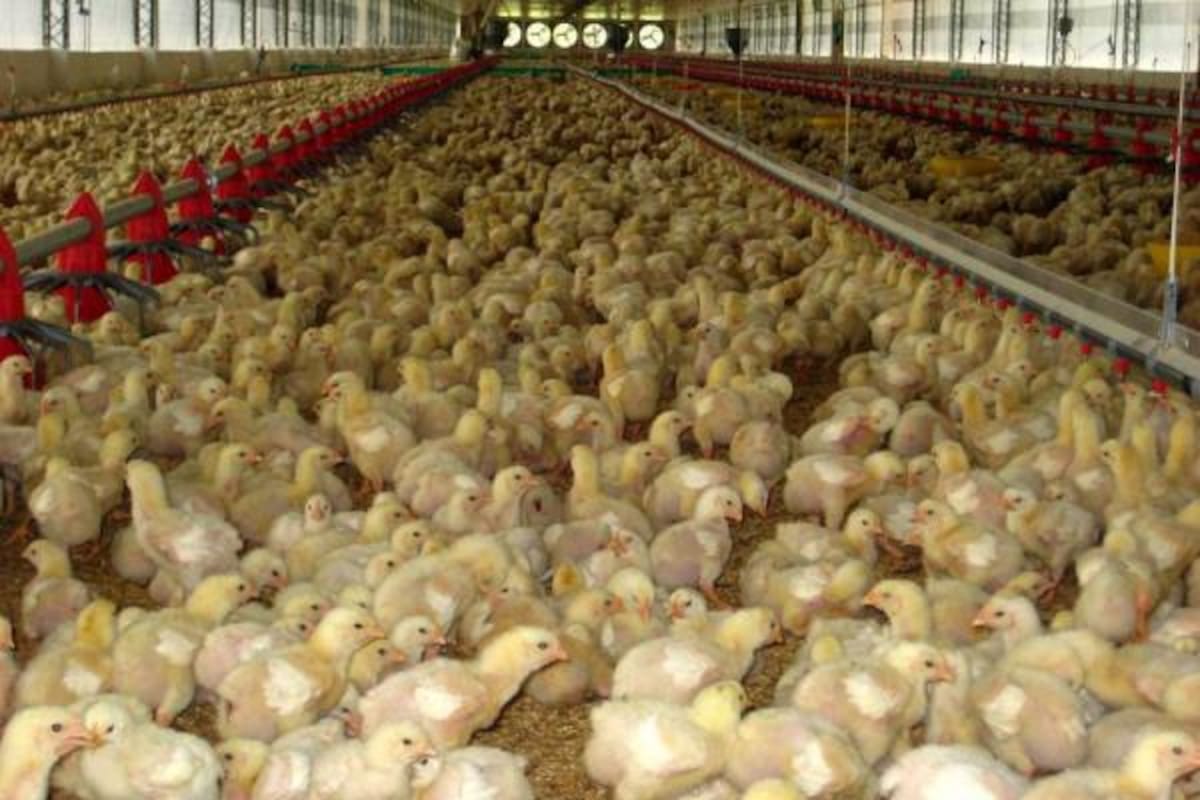 Los costos de producción se han disparado en la industria avícola, mientras los precios al productor bajan.(Foto: Archivo/VANGUARDIA LIBERAL)