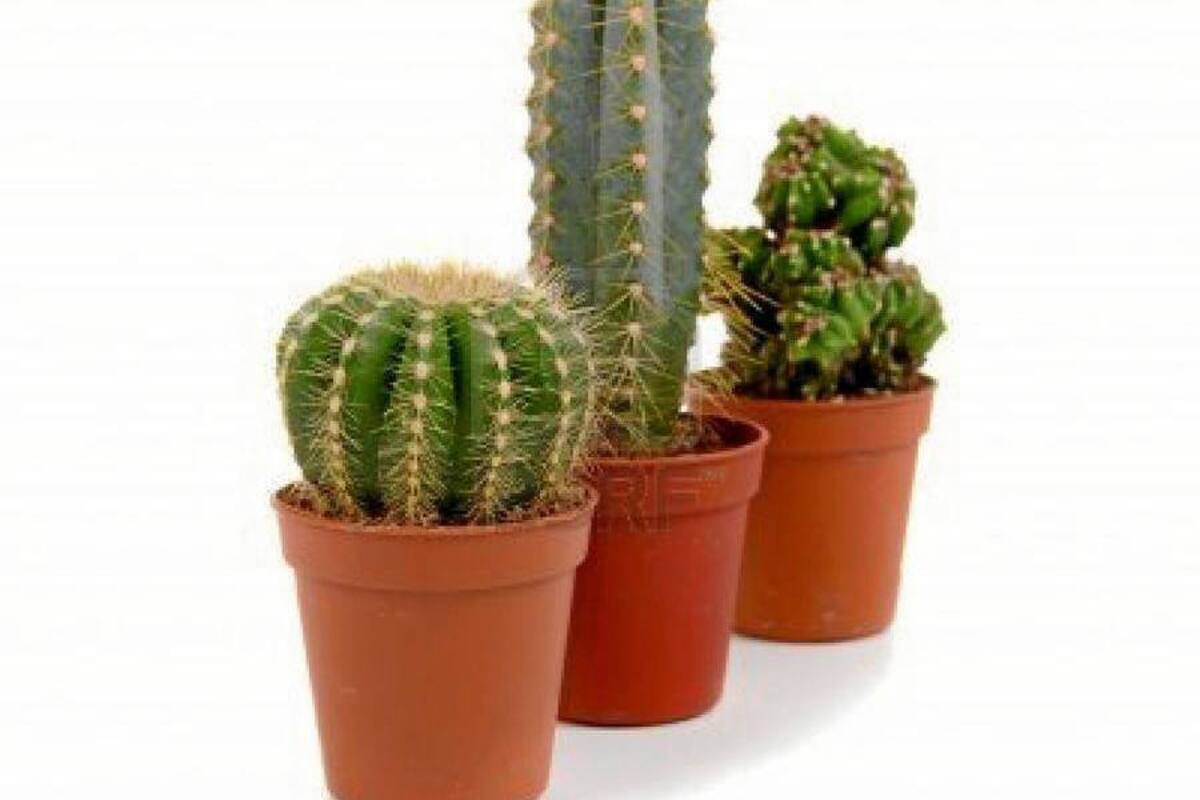 ¡Abra sus puertas al verde!