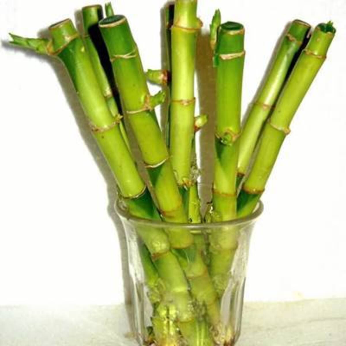 ¡Abra sus puertas al verde!