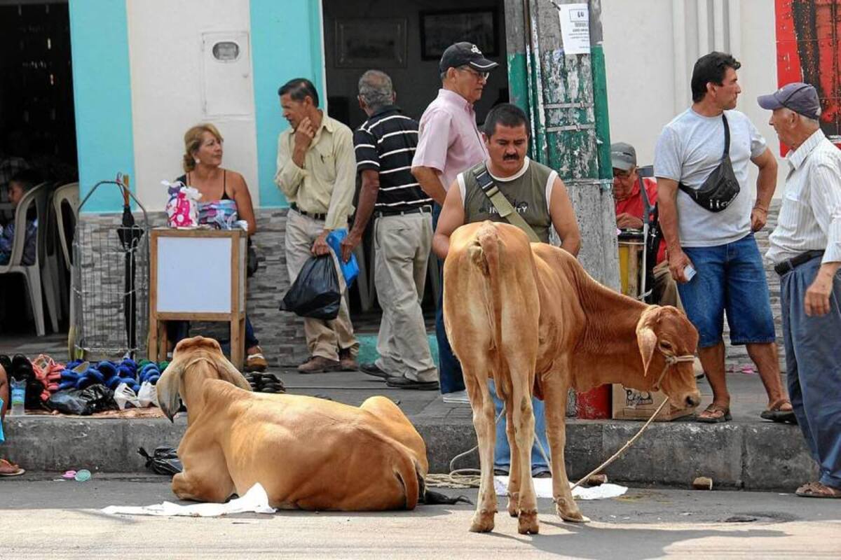 La permisividad de las autoridades en dejar estos semovientes en vías públicas, generó inconformismo en algunos ciudadanos que reclaman por el cuidado adecuado del espacio público. (Foto: Mauricio Betancourt/ VANGUARDIA LIBERAL )