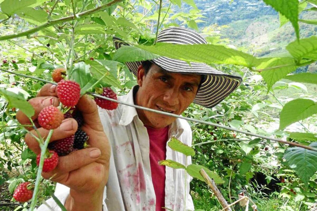 Un nuevo encuentro sostuvieron representantes del sector morero de Piedecuesta con el Municipio para promover la tecnificación y certificación de su producto por parte del ICA. (Foto: Archivo/ VANGUARDIA LIBERAL )