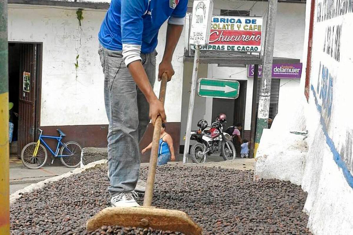 En Santander conformaron la Cadena Productiva del Cacao