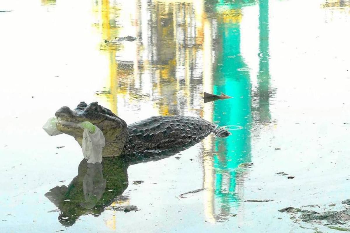 Causa tristeza para los habitantes antiguos del Puerto Petrolero que hoy en la Ciénaga Miramar se puedan captar imágenes como estas, en las que se evidencia el alto grado de contaminación a la que su fauna se ve expuesta. (Foto: Hernando Javier Alvarado/VANGUARDIA LIBERAL)