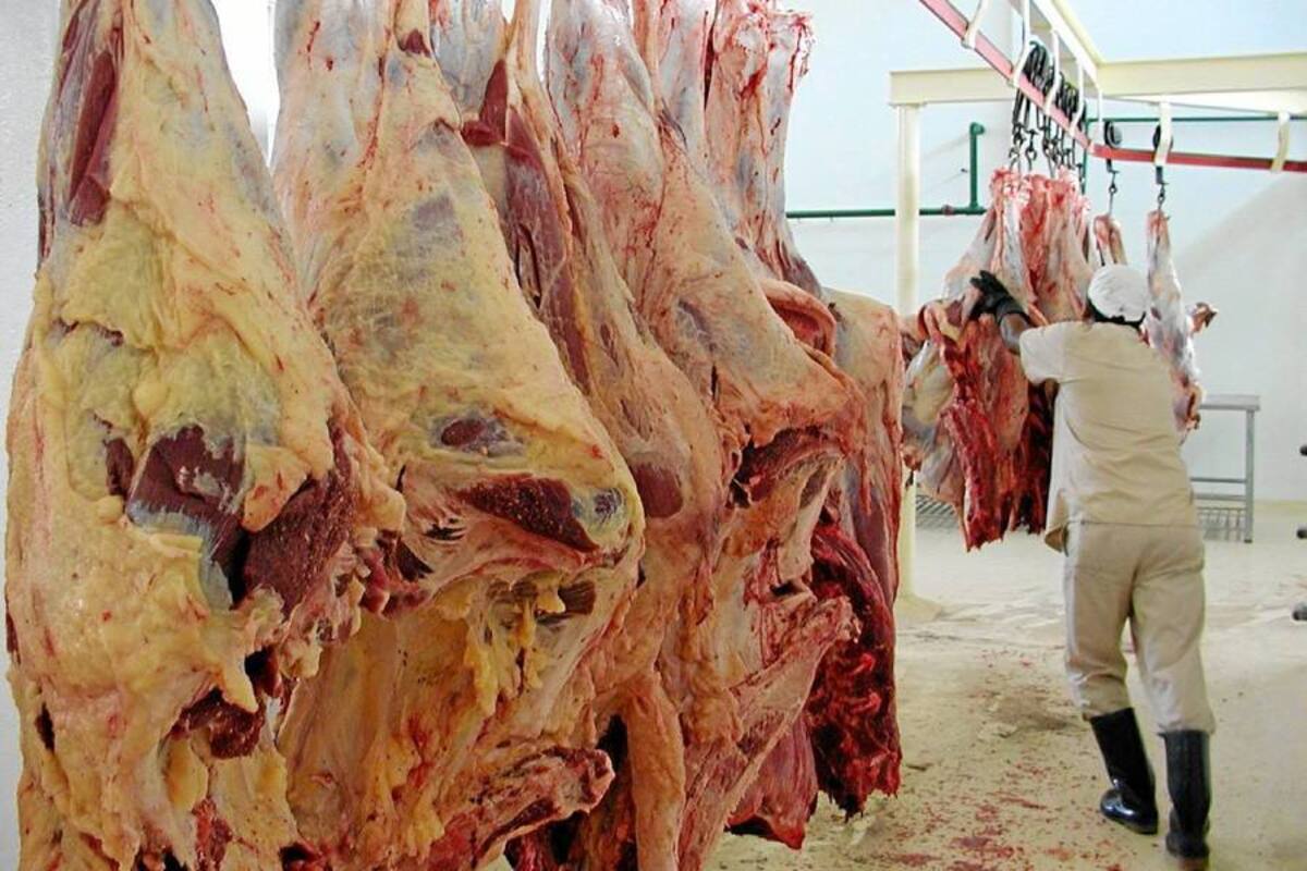 Angola da vía libre para compra de carne colombiana (Foto: Archivo/VANGUARDIA LIBERAL)