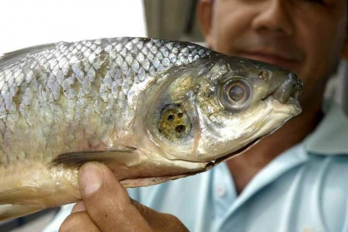 El comerciante de pescado que encontró el bocachico lo muestra cada vez que tiene la oportunidad, para que sea la gente la que le encuentre la similitud que le parezca.(Foto: Edgar Pernett/VANGUARDIA LIBERAL)