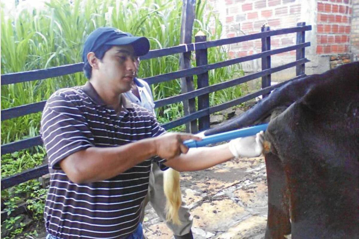 En la zona rural de Barrancabermeja pastan unas 14 mil hembras de la especie bovina, en las que se aplicará programa de mejoramiento genético. (Foto: Archivo/VANGUARDIA LIBERAL)