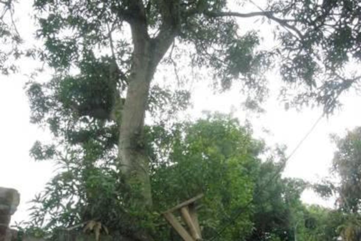 La preocupación crece cada día para la familia de Nolvis Díaz. Un árbol de 12 metros de alto, sembrado muy cerca de la parte trasera de su vivienda se encuentra en riesgo de derrumbarse pues el terreno es muy inestable.(Foto: Edgar Pernett/VANGUARDIA LIBERAL)
