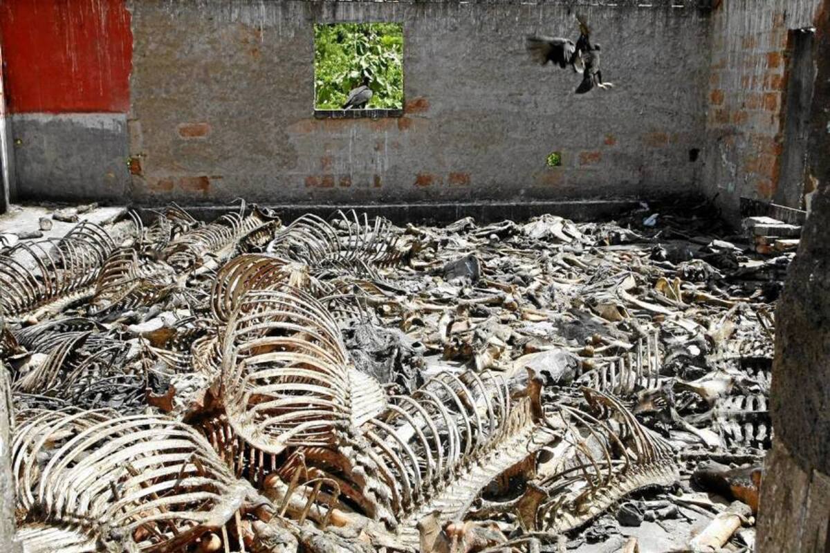 3187069866 este el número celular al que usted puede reportar denuncias sobre la posible existencia de mataderos clandestinos. (Foto: César Flórez León / VANGUARDIA LIBERAL)
