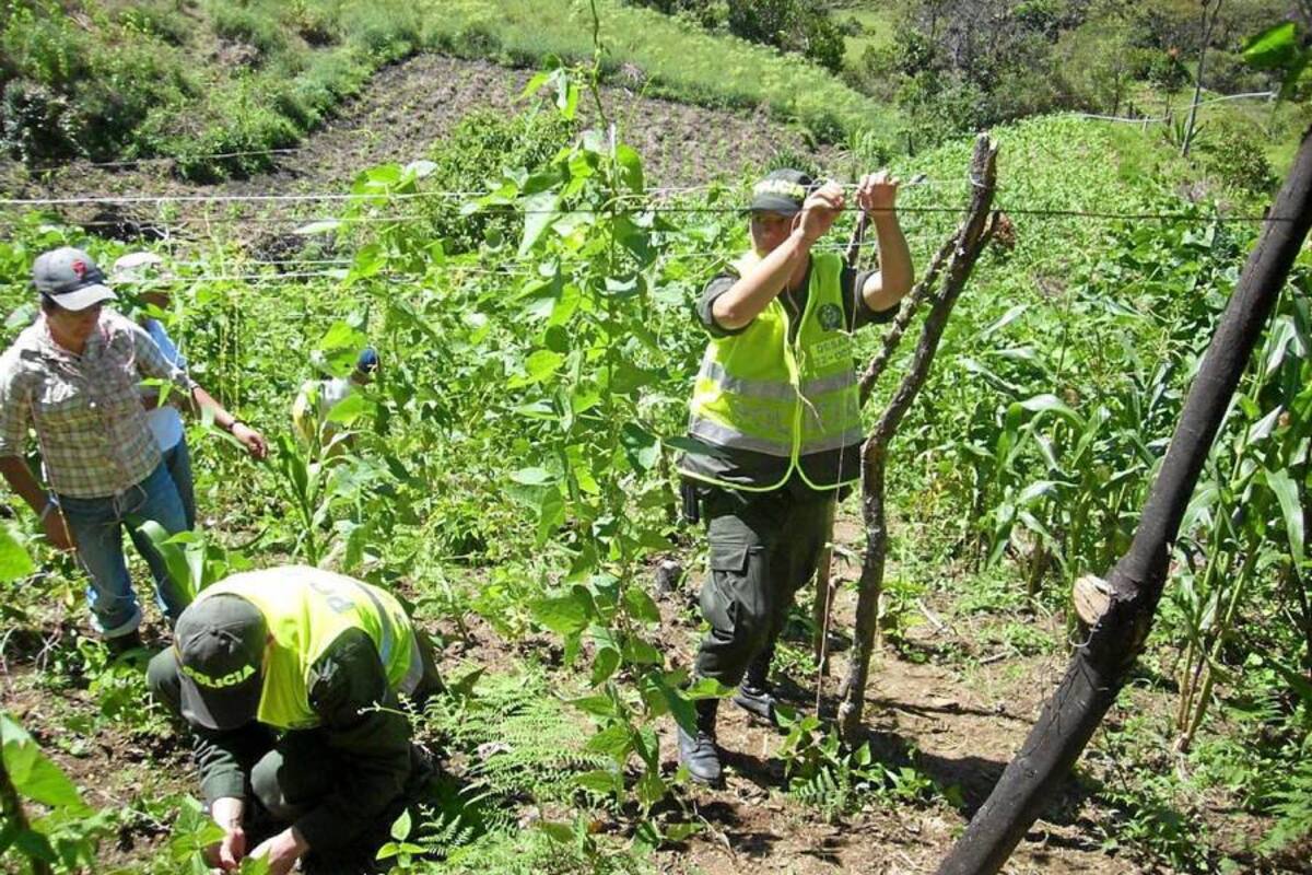 Cerca de 40 personas de la vereda Cabuya del municipio de Encino trabajan en las hurtas caseras que orienta y asesora la Policía de esa localidad con la colaboración de la Red Unidos y la Alcaldía. (Foto: Suministrada/VANGUARDIA LIBERAL)
