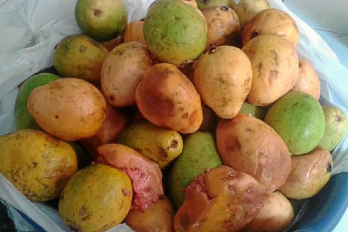 En visita de inspección realizada por las autoridades al Programa de Alimentación Escolar fueron decomisados varios alimentos que se encontraban en mal estado. El Consorcio encargado se encargó de reponer la materia prima de los alimentos. (Foto: Suministradas/VANGUARDIA LIBERAL )
