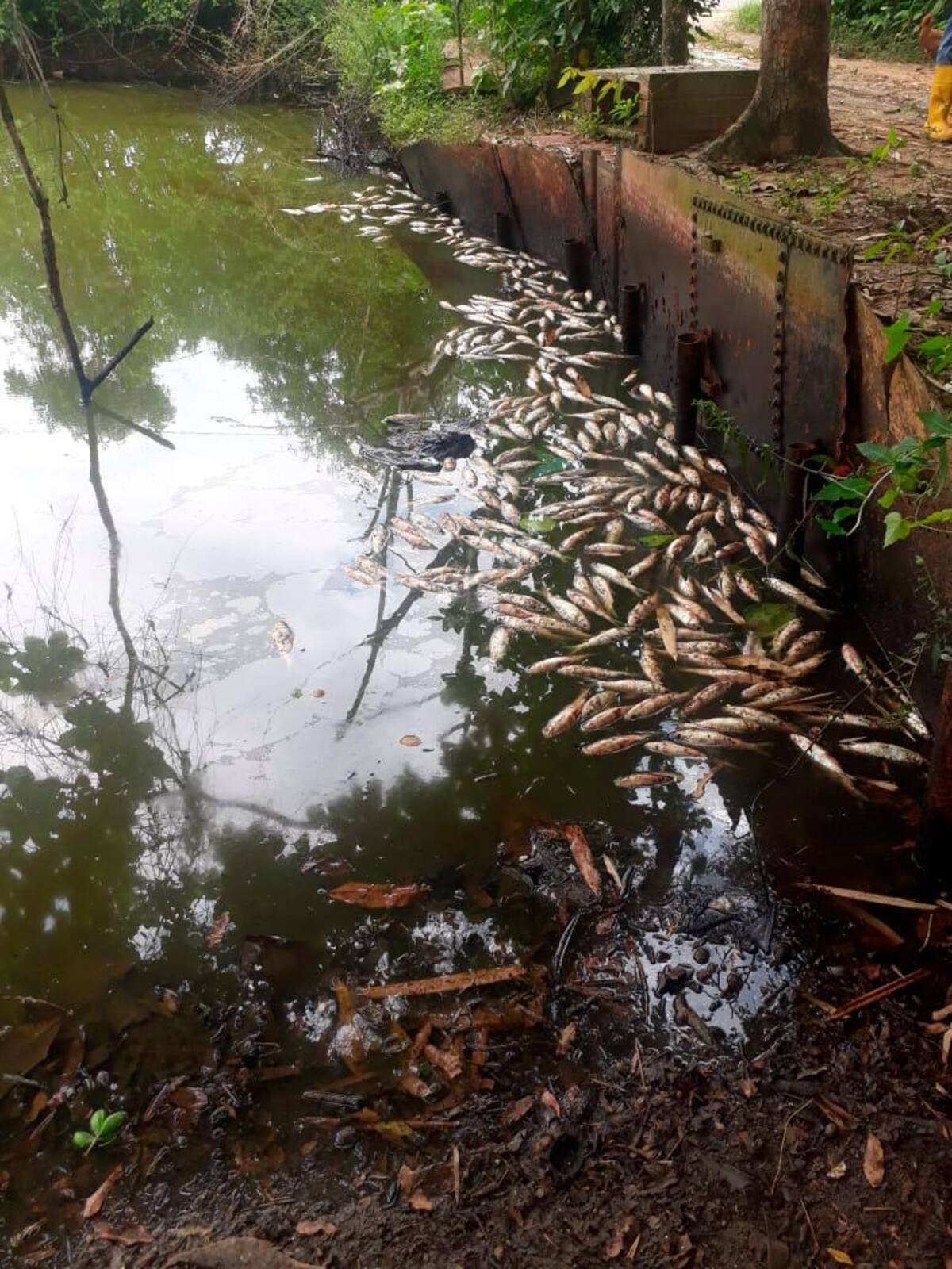 Más de 1.200 peces murieron a causa del derrame de crudo, según denuncia la dueña del predio.