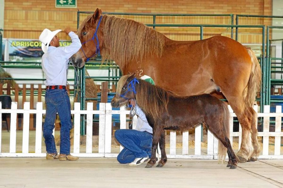 Percherón y falabella, el grande y chico mundo del caballo