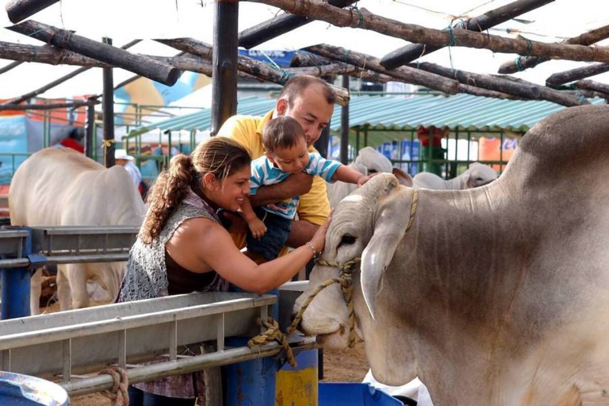 El Cebú se tomó las galerías (Foto: Archivo/VANGUARDIA LIBERAL )