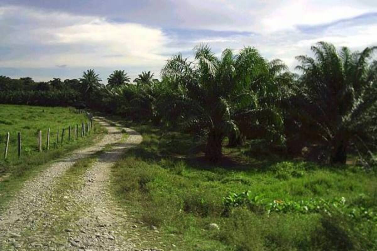La PC, literalmente, puede acabar una plantación palmera si no se logra controlar.(Foto: Archivo/VANGUARDIA LIBERAL)