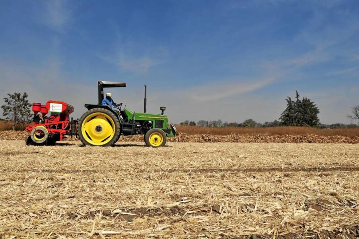 El maíz y la soya son sustanciales en la alimentación avícola. (Foto: Archivo/VANGUARDIA LIBERAL)