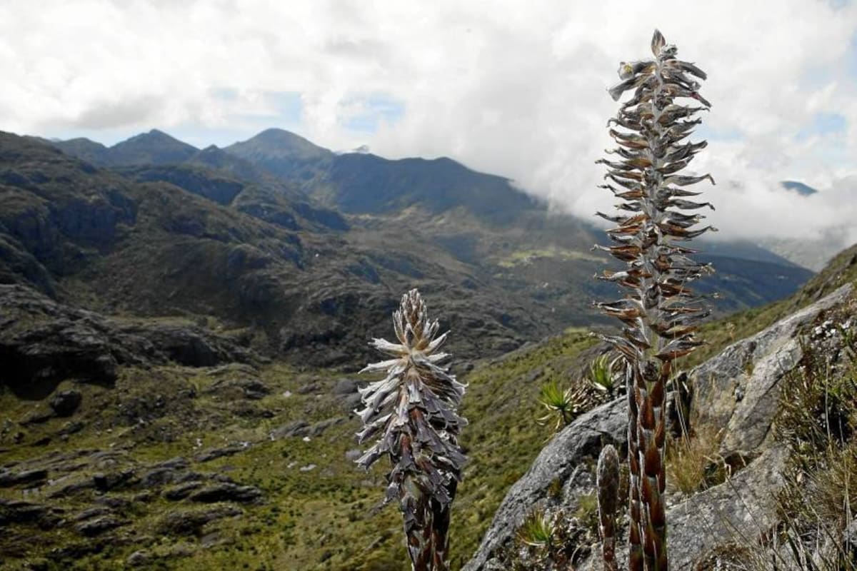 El lunes se definirá futuro de Santurbán