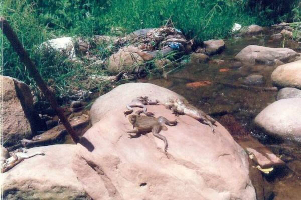 En el Eloy Valenzuela están masacrando a los animales(Foto: Suministrada/VANGUARDIA LIBERAL )