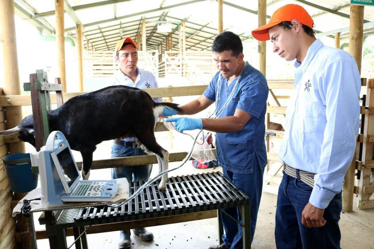 Para mayor información sobre la convocatoria para emprendedores agropecuarios puede acercase a las unidades de emprendimiento ubicadas en cada uno de los centros de formación del Sena en Bucaramanga, Piedecuesta, Girón, Floridablanca, San Gil, Málaga, Vélez y Barrancabermeja o consultar a través del link http://www.fondoemprender.com. (Foto: Suministrada / VANGUARDIA LIBERAL)