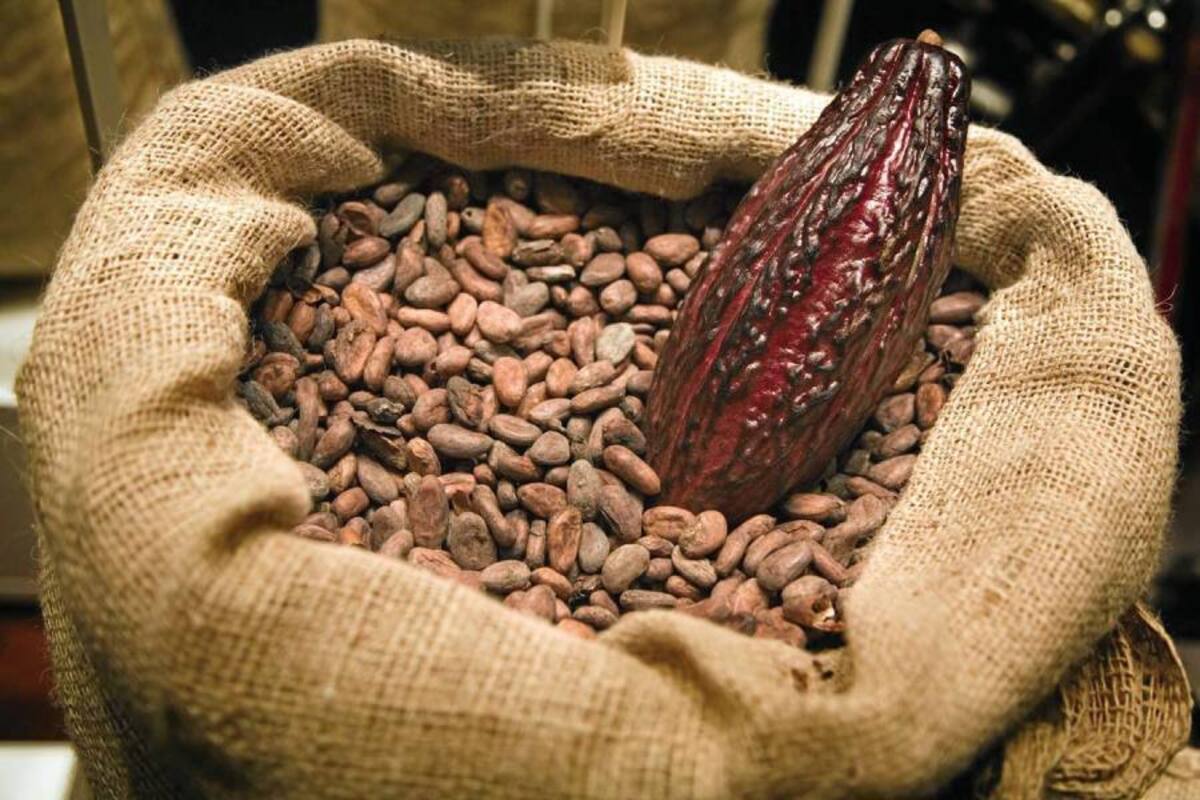 Los cacaoteros del país apoyarán el debate en el Senado, con una movilización nacional de productores. (Foto: Archivo/VANGUARDIA LIBERAL)